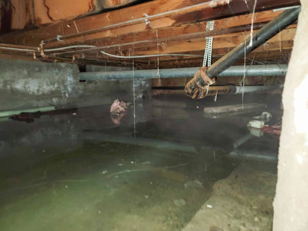Best Mold removal after water damage  in Rome City, IN