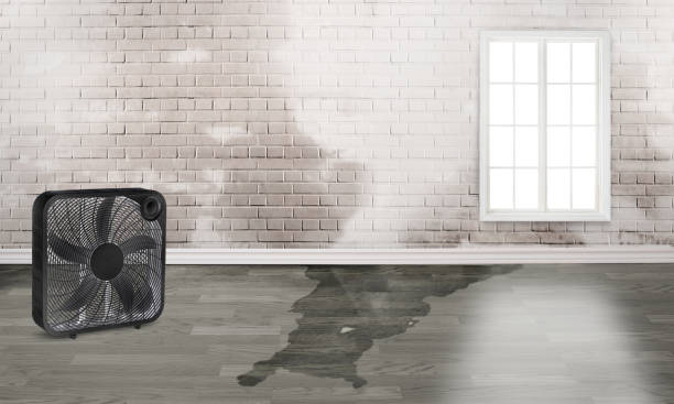 Best Local water damage restoration  in Rome City, IN
